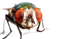 The Fly