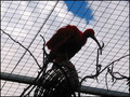 The Bird
