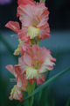 Gladiola