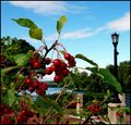Berries By The River