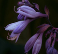 Hosta in Bloom