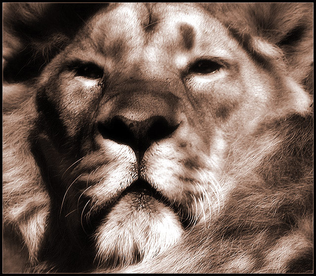 Majesty