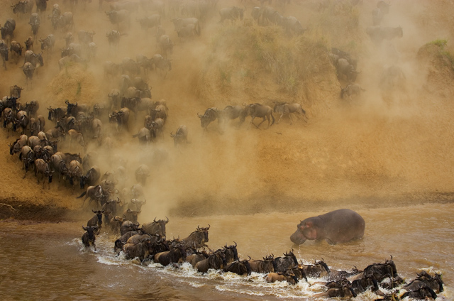 Migration Interupted