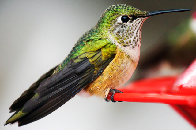 L'oiseau Vert