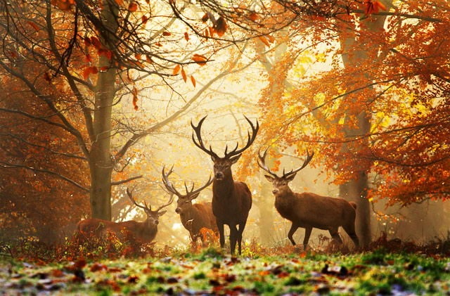 Realm of the Deer