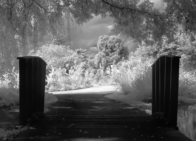 Into the Light