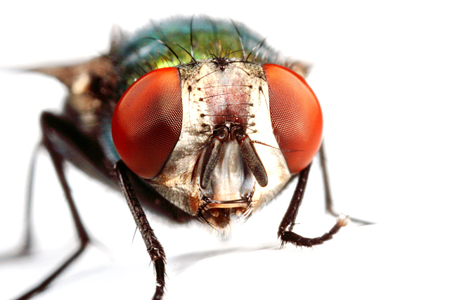 The Fly