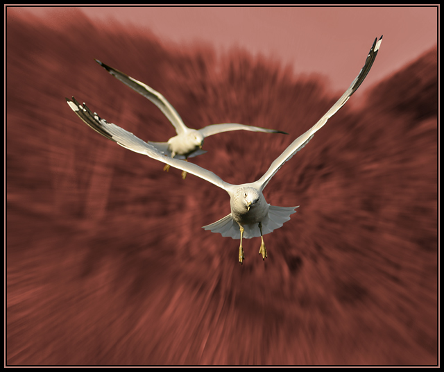 The Fast and the Furious