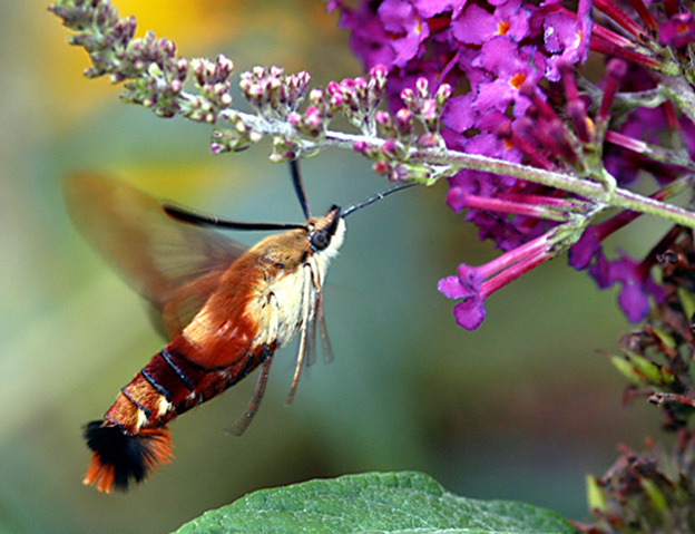 Hummingbird Moth