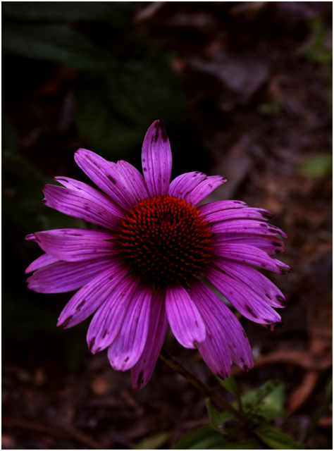 Beauty of Nature