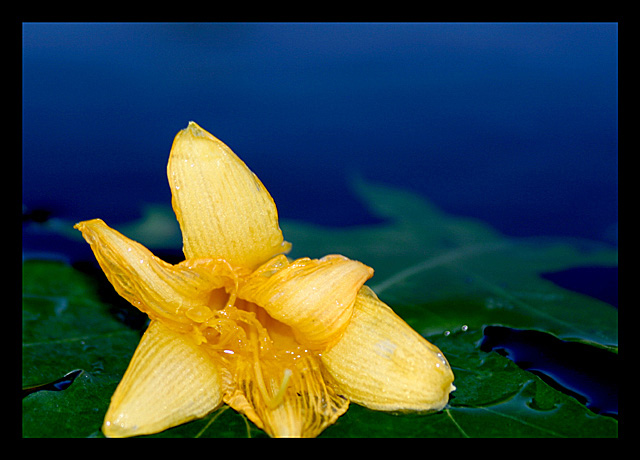 Floating Leaf