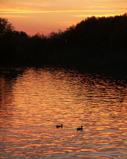 Sunset Ducks