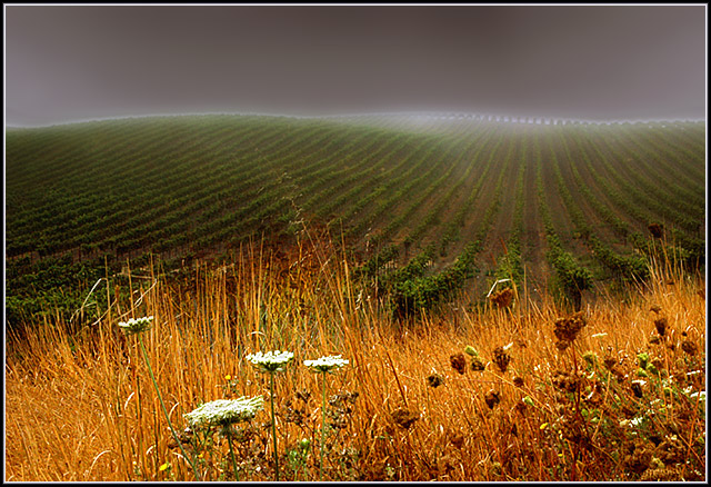 Sonoma Vineyards: Pushing Away the Fog