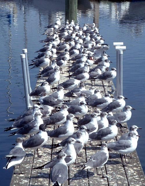 Bird Dock