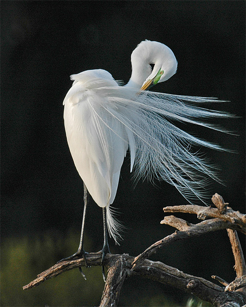 Preening Pretty