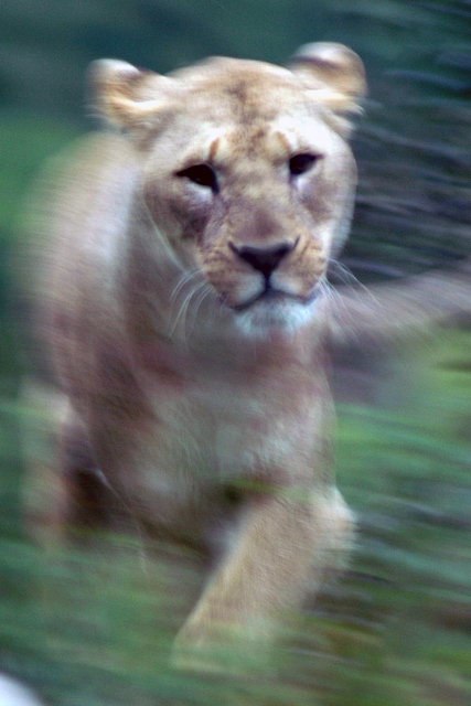 Lioness on the move