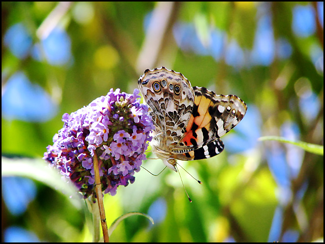 Painted Lady