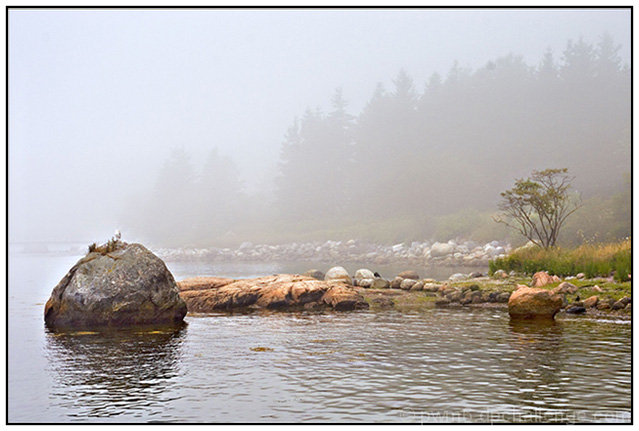 Foggy Coast, Brooklin, ME.