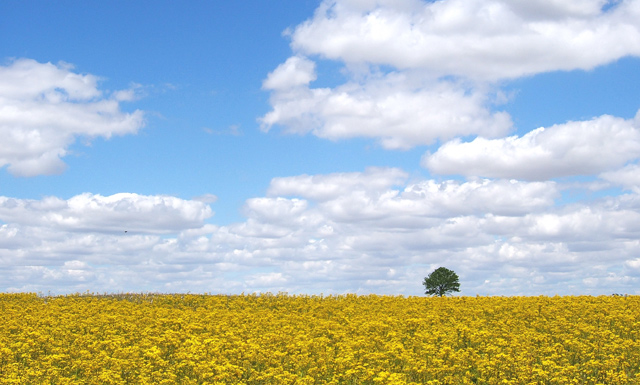 Springtime in Indiana