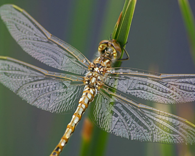 Dragonfly