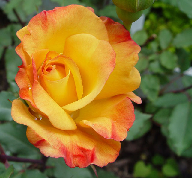 Rio Samba Rose