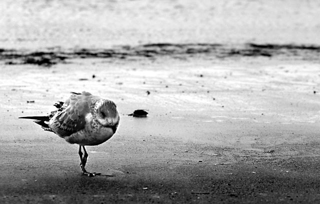 Cold morning at the beach