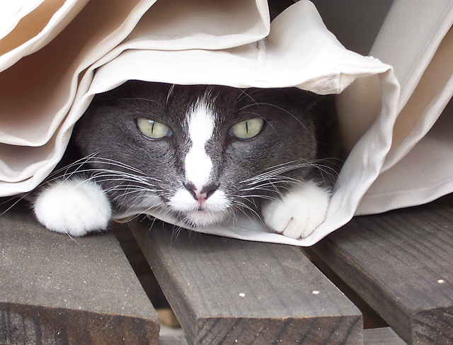 Playing Hide 'n Seek in an Umbrella