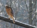 Red Shouldered Hawk in the Wild