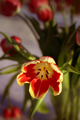 First tulip of the year
