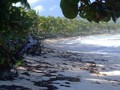 North Coast Dominican