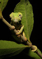 Chameleon