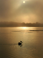 foggy sunrise
