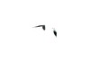 Seagull