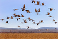 Long Way Home ... Sandhill Crane Migration