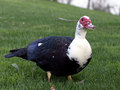 Masked Muscovy