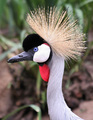 Crowning Glory (Crowned Crane)