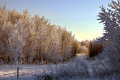 Fence Line