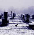 The Crow in The Cemetery