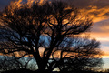 Great Tree at Sunset