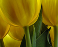 Yellow Tulips