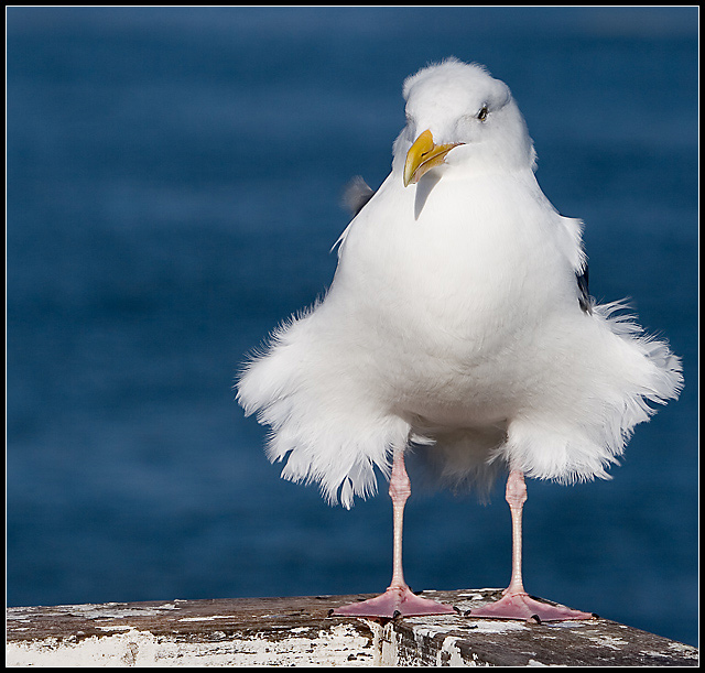 "Honey, do I look fat in these feathers? Be honest."