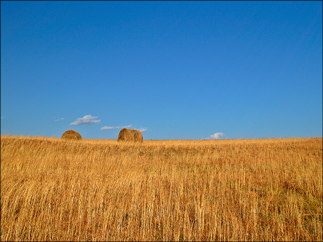 Winter Wheat