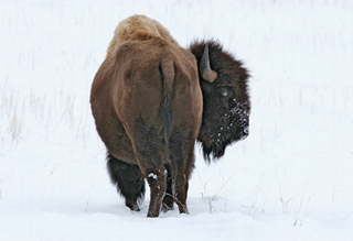 Winter Buffalo