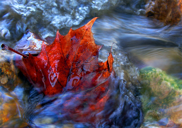 Red Leaf