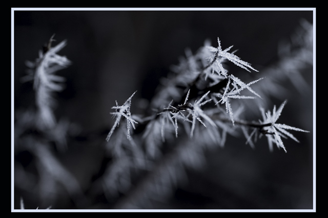 Hoar Frost