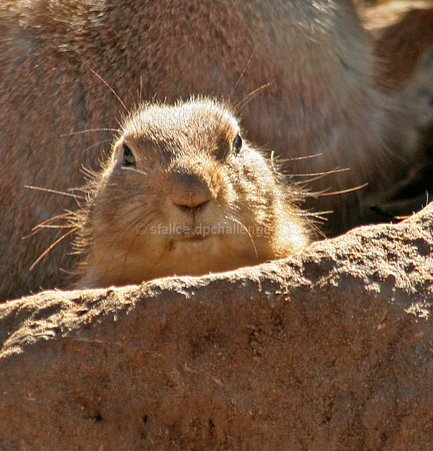 Prairie Dog Heads for Cover