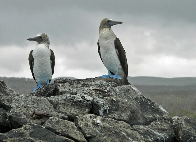 Blue-footed Boobies (Not color-enhanced)