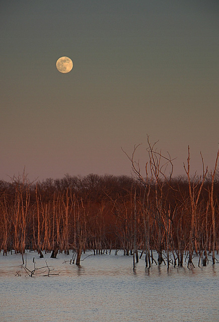 Moon Rise