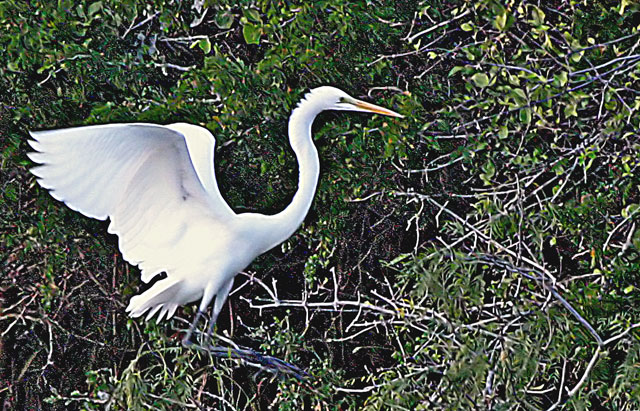 Egret Landing