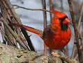Winter Cardinal